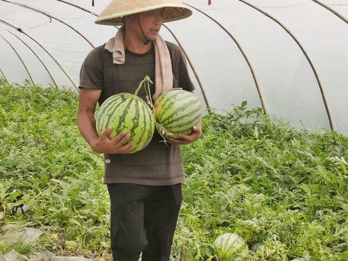 信阳免费吃瓜,免费吃瓜活动盛大开启，清凉一夏尽享瓜果盛宴