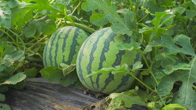 茂名网红吃瓜视频,揭秘当地美食与趣闻  第3张