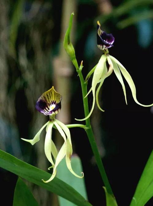 空谷幽兰爆料视频完整版,揭秘事件背后惊人真相  第2张