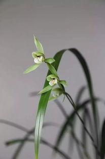 空谷幽兰爆料视频完整版,揭秘事件背后惊人真相  第3张