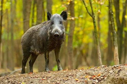浙江野猪最新爆料,揭秘神秘生物的最新爆料
