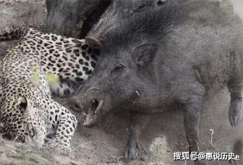 浙江野猪最新爆料,揭秘神秘生物的最新爆料  第2张