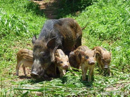 浙江野猪最新爆料,揭秘神秘生物的最新爆料  第3张