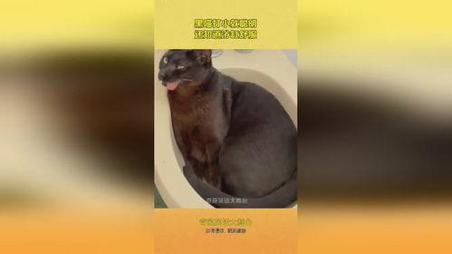 黑喵早期爆料视频大全集,揭秘幕后故事与精彩瞬间