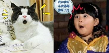 黑喵早期爆料视频大全集,揭秘幕后故事与精彩瞬间  第3张