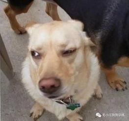 狗子与我视频爆料,揭秘宠物界的真实生活