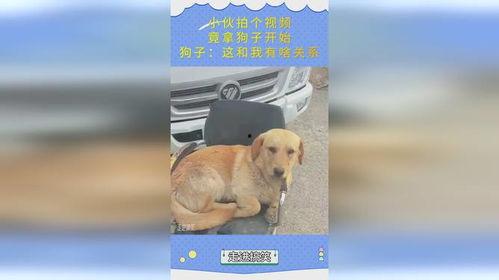 狗子与我视频爆料,揭秘宠物界的真实生活  第3张