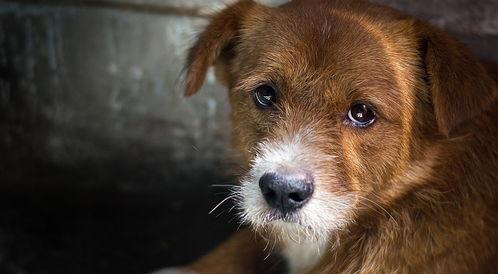 爆料救助狗狗视频播放大全,救助狗狗视频大全，温情满满，泪目时刻  第2张