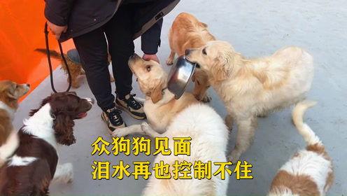 爆料救助狗狗视频播放大全,救助狗狗视频大全，温情满满，泪目时刻  第3张