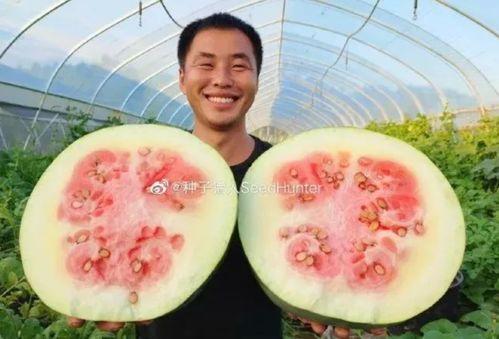 喂猪吃瓜的视频下载免费,揭秘喂猪吃瓜的趣味视频下载之旅