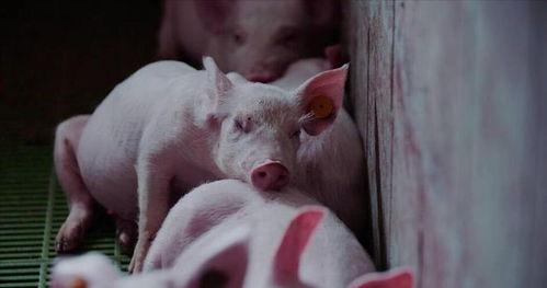 喂猪吃瓜的视频下载免费,揭秘喂猪吃瓜的趣味视频下载之旅  第3张