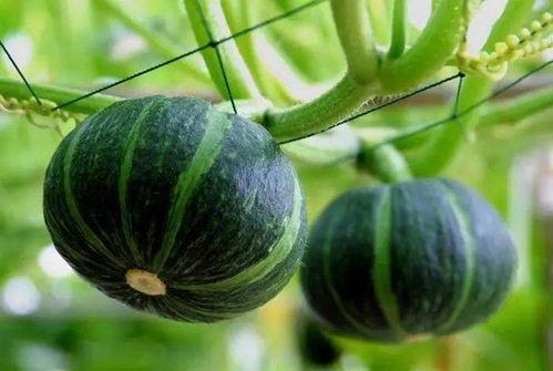 国内免费吃瓜网站有哪些,畅享娱乐资讯的便捷途径