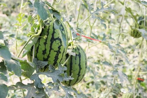 内蒙古赤峰网红吃瓜,瓜香四溢引全民围观  第2张