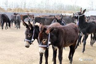 爆料大驴的视频大全播放,热门内容盘点与精彩瞬间回顾