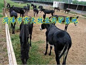 爆料大驴的视频大全播放,热门内容盘点与精彩瞬间回顾  第2张