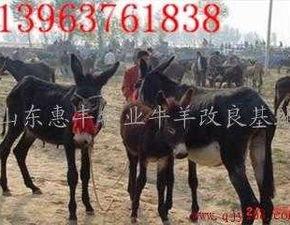 爆料大驴的视频大全播放,热门内容盘点与精彩瞬间回顾  第3张