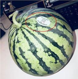 马来西亚网红在线吃瓜,揭秘网络热点背后的真相