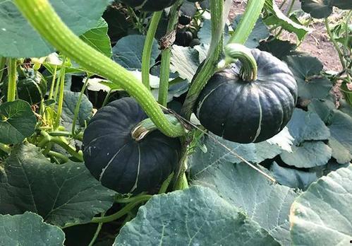 东北名媛吃瓜网红,揭秘网红背后的生活真相  第2张