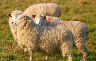 娱乐吃瓜君视频羊羊,娱乐吃瓜君带你探索独特羊味佳肴  第2张