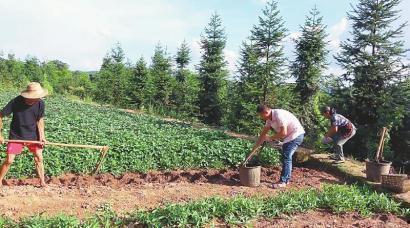 农民网红爆料视频播放网站,揭秘农民网红爆红背后的视频播放网站