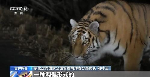 东北猛兽爆料视频,揭秘神秘爆料视频背后的真相  第3张