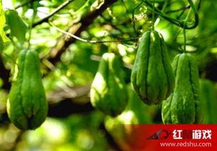 美食娱乐吃瓜,揭秘美食与吃瓜的跨界魅力  第3张