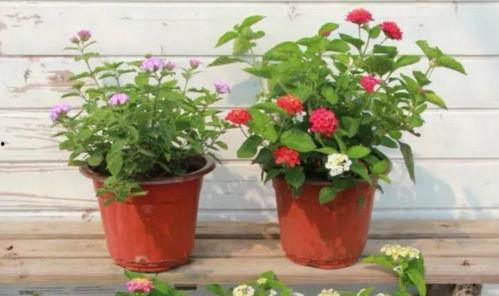 洪大炮最新爆料视频大全,揭秘热点事件背后的真相  第3张