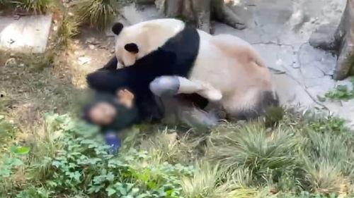 熊猫头狗仔爆料视频,爆料视频背后的惊人真相