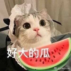 一小时吃瓜网红,揭秘网络红人的瓜田生活  第3张