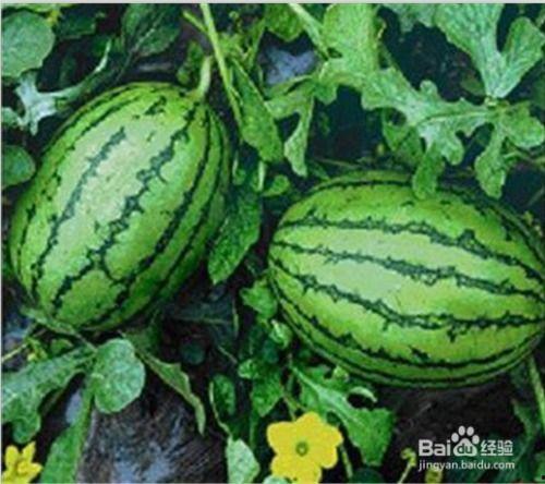 西瓜娱乐吃瓜,揭秘娱乐圈吃瓜群众的狂欢盛宴 第2张 西瓜娱乐吃瓜,揭秘娱乐圈吃瓜群众的狂欢盛宴 第2张