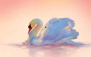 金华爆料天鹅视频