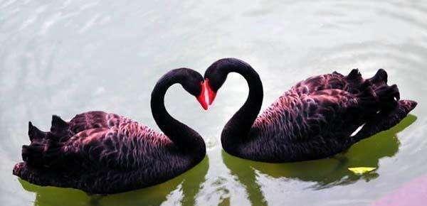 金华爆料天鹅视频 第2张 金华爆料天鹅视频 第2张