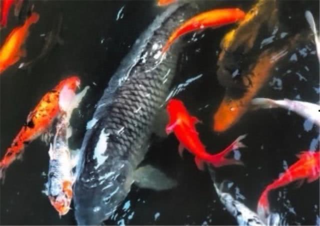 金华爆料天鹅视频 第3张 金华爆料天鹅视频 第3张