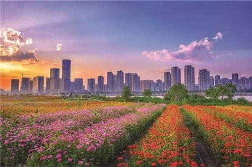 观屿最新爆料新闻,揭秘神秘事件背后真相